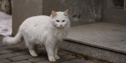 Мужчина погиб в Гонконге, пытаясь спасти кота