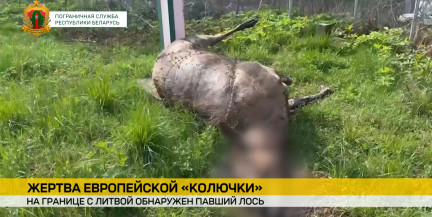 Лось погиб на границе с Литвой