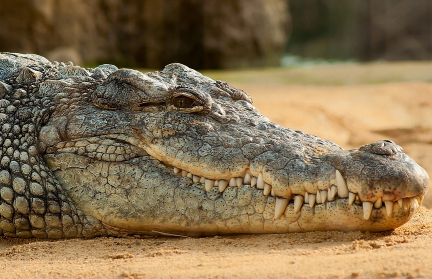 Трехметровый крокодил погнался за знаменитой певицей