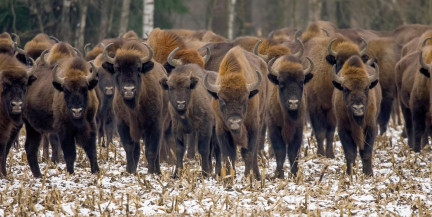 Поезд врезался в стадо зубров в Польше