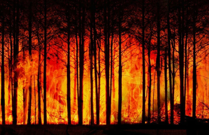 Лесной пожар в центральной Португалии стал самым крупным в истории страны