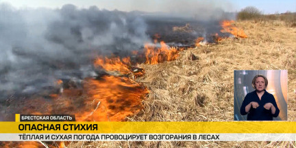 В Брестской области в первый месяц весны зафиксировано 18 лесных пожаров