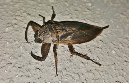 Постельные клопы атакуют жителей Литвы