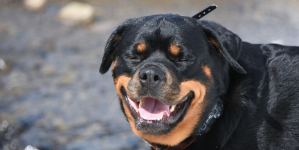 Ротвейлеры напали на детей на горке в Подмосковье: что известно