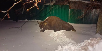 Вы такого еще не видели: зубр прилег отдохнуть прямо у дома в Осиповичском районе