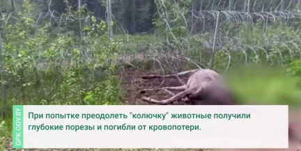 Два лося погибли в пограничном заграждении на границе Беларуси и Литвы