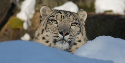 Снежный барс напал на туристку, когда та хотела сделать с ним фото