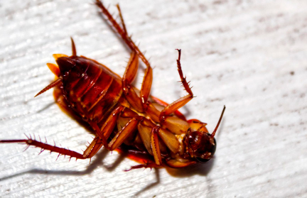 Кореянка хотела сжечь таракана самодельным огнеметом, но что-то пошло не так