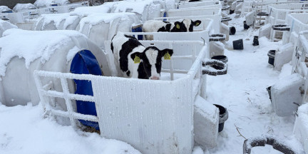 На объектах животноводства в Гродненской области выявлены нарушения норм