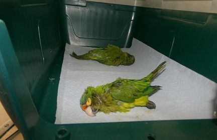 Мужчина попытался пересечь границу с редкими попугаями в трусах