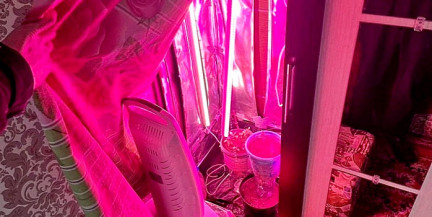 «Для успокоения нервов»: житель Браславского района устроил дома плантацию конопли