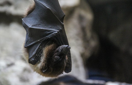 20 живых летучих мышей нашел в своем ботинке мужчина