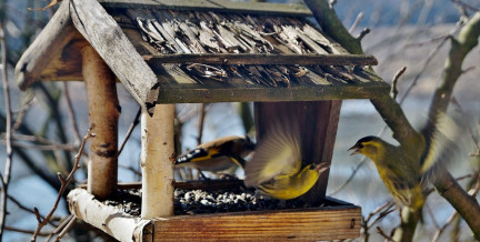 Чем подкармливать птиц в мороз, чтобы не навредить
