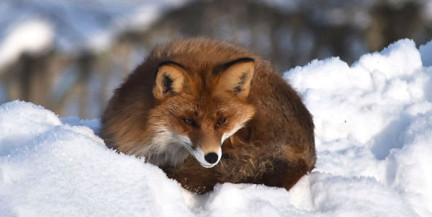 Лиса поселилась на крыше хозпостройки в Глубоком