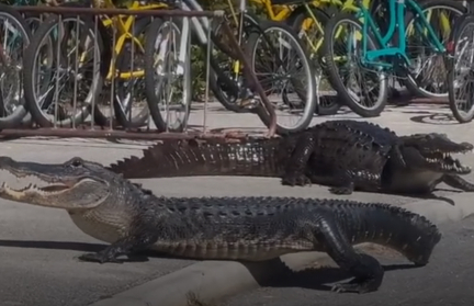 Драка крокодила и аллигатора за место под солнцем попала на видео