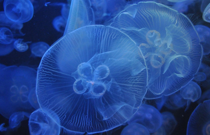 Яд медузы убил двухлетнего мальчика на малазийском острове