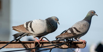 В Испании ресторан подавал голубей вместо уток