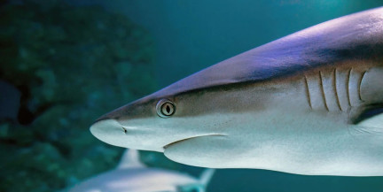 Из‑за опасной акулы в Египте закрыты пляжи пяти отелей