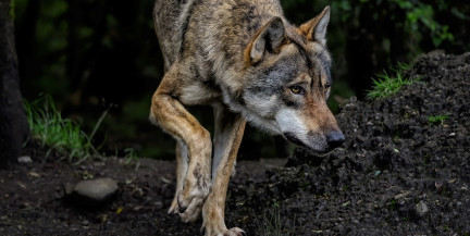 Нападение волка в центре Гамбурга: женщина укушена за лицо