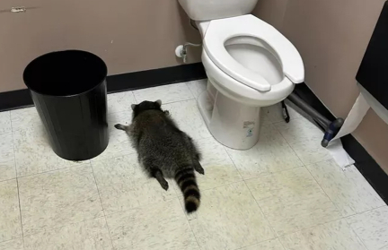 Енот устроил погром в алкомаркете, напился и уснул в туалете
