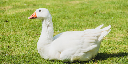 В Херсонской области сотрудники ТЦК «мобилизовали» гуся