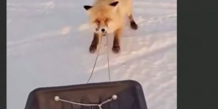 В Казахстане лиса попыталась украсть у рыбаков сани с рыбой (ВИДЕО)