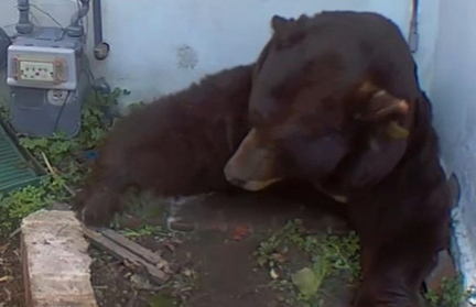227-килограммовый медведь устроил берлогу под жилым домом