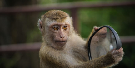 Обезьян, тюленей и пингвинов забросали бутылками в зоопарке в Германии