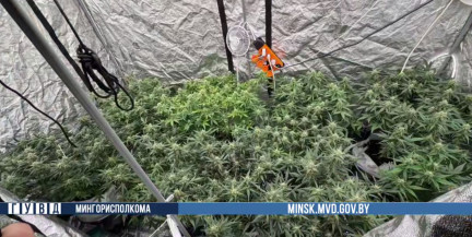 Горшки с коноплей и палатка: в Минске задержали домашнего «агронома» наркотиков