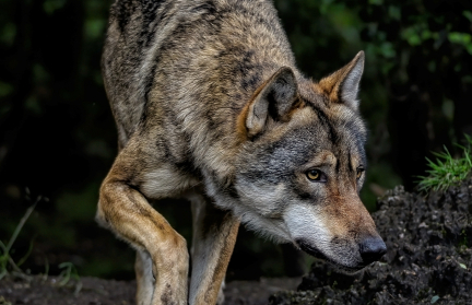 Волк утащил четырехмесячного младенца  у спящей матери