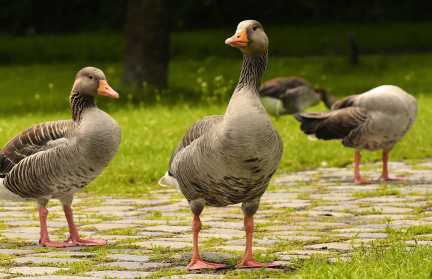 Свирепые гуси напали на пожилую женщину и сломали ей тазовые кости