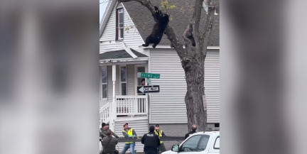 Медведопад. В США 4 часа спасали забравшегося на дерево медведя