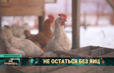 Жители США переживают яичный кризис – продукт теперь в дефиците