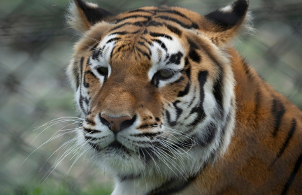 Эксперт об убийстве тигрят в зоопарке Лейпцига: «Убивать детенышей смысла совершенно не было»