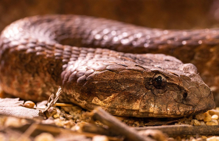 Огромная змея проглотила овчарку в Пуэрто-Рико