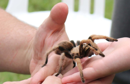 Мужчина полюбил пауков и стал жить с тысячей тарантулов