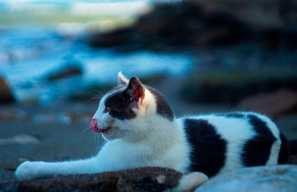 В Шотландии обнаружена кошка, которая не пропускает ни одного урока (ВИДЕО)
