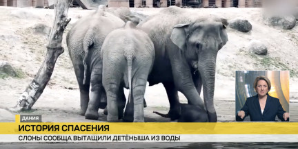 В Дании слоны объединили усилия и вытащили детеныша из воды