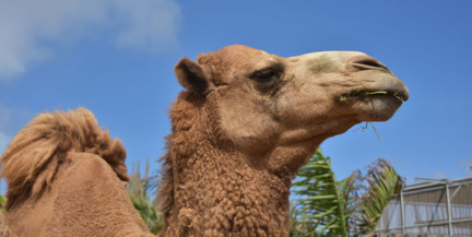 В Омане 20 верблюдов дисквалифицированы за использование ботокса на конкурсе красоты