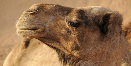 20 верблюдов выгнали с конкурса красоты из-за ботокса