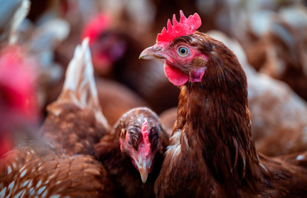 Из-за дефицита яиц американцы стали держать кур в квартирах