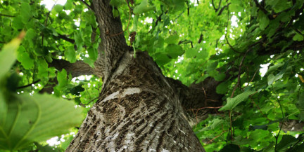 Эколог из Кении обнимала дерево 72 часа – попала в Книгу рекордов Гиннесса
