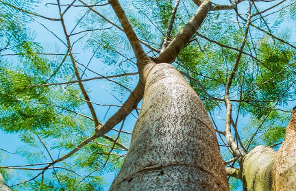 Женщина 72 часа обнималась с деревом и поставила рекорд