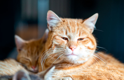 Турок после развода будет 10 лет платить алименты на котов