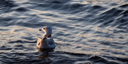 В Туапсе собрали более 4 тысяч кубометров загрязненного грунта после разлива нефти из-за атаки БПЛА
