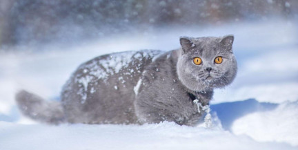 Кот Эксклюзив из России признан самым красивым в мире