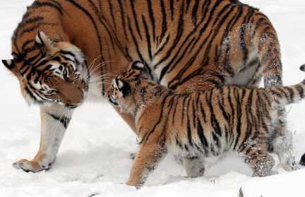 Трех детенышей амурского тигра усыпили в Германии