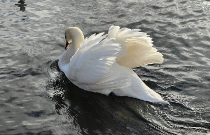Лебедь парализовал движение на самой загруженной железнодорожной станции Шотландии