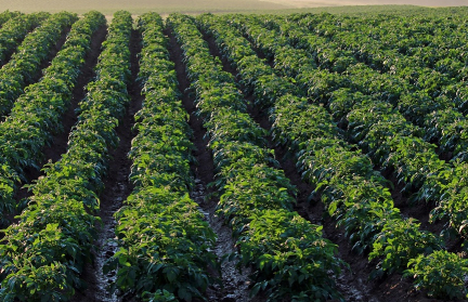 Артемий Лебедев предложил лечить депрессию копанием картошки