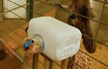 Жираф научился пользоваться ингалятором от заложенности носа